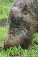 西须猪面部很多卷曲的粗毛应该代表这个物种的原始形态 -