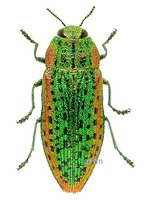 Scintillatrix pretiosa - 금테비단벌레