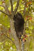 ...Common Porcupine ( Erethizon dorsatum ) , baby climbing in tree , Kettle River , Minnesota , USA
