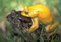: Bufo kisoloensis; Kisolo Toad