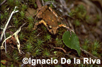 : Eleutherodactylus discoidalis; Tucuman Robber Frog
