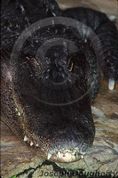 : Alligator mississipiensis; American Alligator