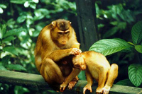 Pigtail macaque (Macaca nemestrina)