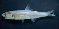 Anchoa lyolepis, Shortfinger anchovy: fisheries, bait