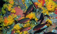 Paranthias furcifer, Creole-fish: fisheries, aquarium, bait