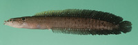 Haliophis guttatus, African eel blenny: aquarium