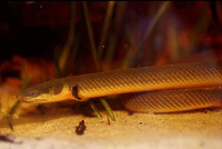 Erpetoichthys calabaricus, Reedfish: aquarium