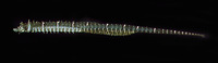 Halicampus nitidus, Glittering pipefish: