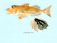 Pterygotrigla hemisticta, Blackspotted gurnard: fisheries