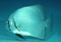 Zabidius novemaculeatus, Ninespine batfish: