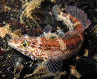 Parapercis haackei, Wavy grubfish: