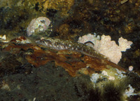 Tomicodon fasciatus, Barred clingfish: