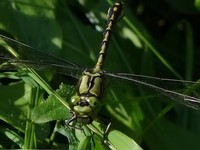 Ophiogomphus cecilia - Green Club-tailed Dragonfly