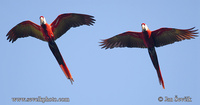 Ara macao - Scarlet Macaw