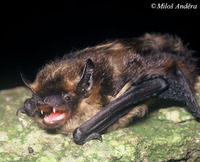 Eptesicus nilssonii - Northern Bat