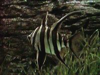 Image of: Enoplosus armatus (bastard dory, zebra-tail, zebra fish)