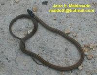 Image of: Tantilla melanocephala (black-headed snake)