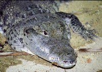 Crocodylus moreletii - Belize Crocodile
