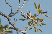 Hooded Tanager - Nemosia pileata
