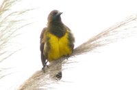 Brown-and-yellow Marshbird - Pseudoleistes virescens