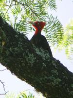 Cream-backed Woodpecker male (Nick Athanas)