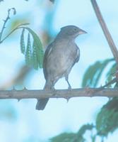 Pileated-Finch, Coryphospingus pileatus