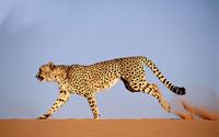 5. 치타(cheetah / Acinonyx jubatus )