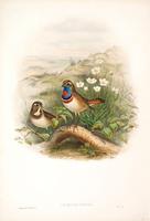 Richter after Gould Red-throated Blue-breast (Cyanecula suecica)