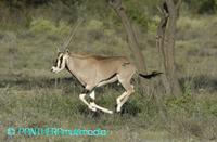Oryx gazella beisa