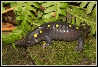 : Ambystoma maculatum; Spotted Salamander