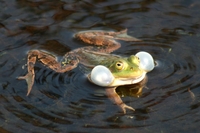 : Rana lessonae; Pool Frog