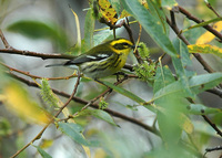 : Dendroica townsendi; Townsend's Warbler