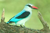 : Halcyon senegalensis; Woodland Kingfisher