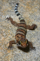 : Pachydactylus weberi; Weber's Thick-toed Gecko