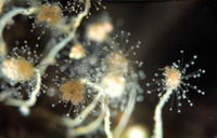 : Hydrocoryne sp.