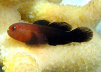 Paragobiodon echinocephalus, Redhead goby: aquarium