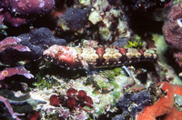 Synodus rubromarmoratus, Redmarbled lizardfish: