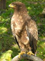 Aquila pomarina - Lesser Spotted Eagle