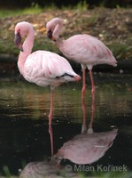 Phoeniconaias minor - Lesser Flamingo