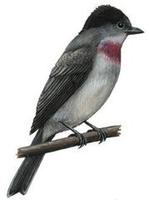 Image of: Pachyramphus aglaiae (rose-throated becard)