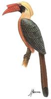 Image of: Penelopides panini (Tarictic hornbill)