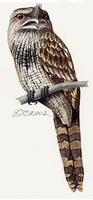 Image of: Podargus ocellatus (marbled frogmouth)