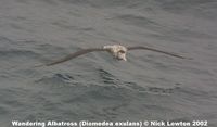 Wandering Albatross - Diomedea exulans