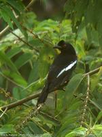 Black Magpie - Platysmurus leucopterus