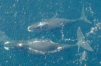 bowhead whale, aerial view