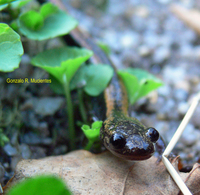 : Chioglossa lusitanica; Gold-striped Salamander