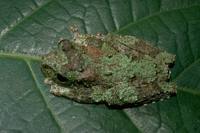: Litoria genimaculata; Green-eyed Treefrog
