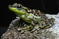 : Staurois natator; Rock Frog
