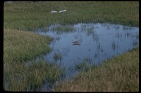 : Phalaropus sp.