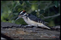 : Picoides villosus; Hairy Woodpecker